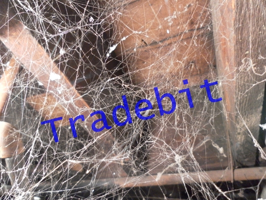 Product picture Scary Webs on Basement Rafters